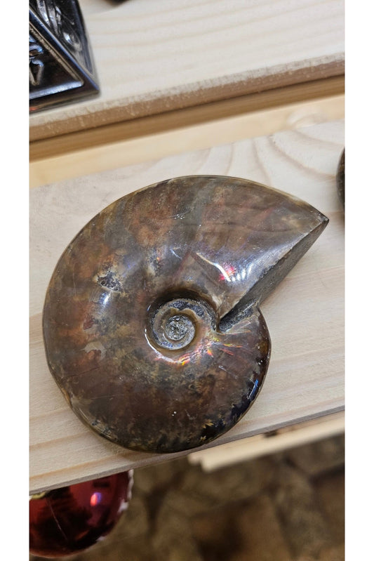 Ammonite Fossilisée - Plongez dans l'Histoire Ancienne de la Terre