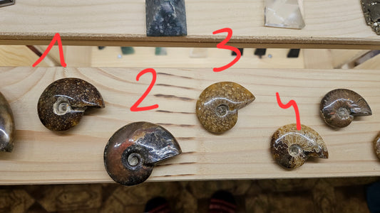 Ammonites Fossilisées : Un Voyage à Travers le Temps