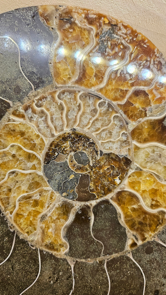 Tranche d'Ammonite Fossilisée - Ancienneté et Harmonie