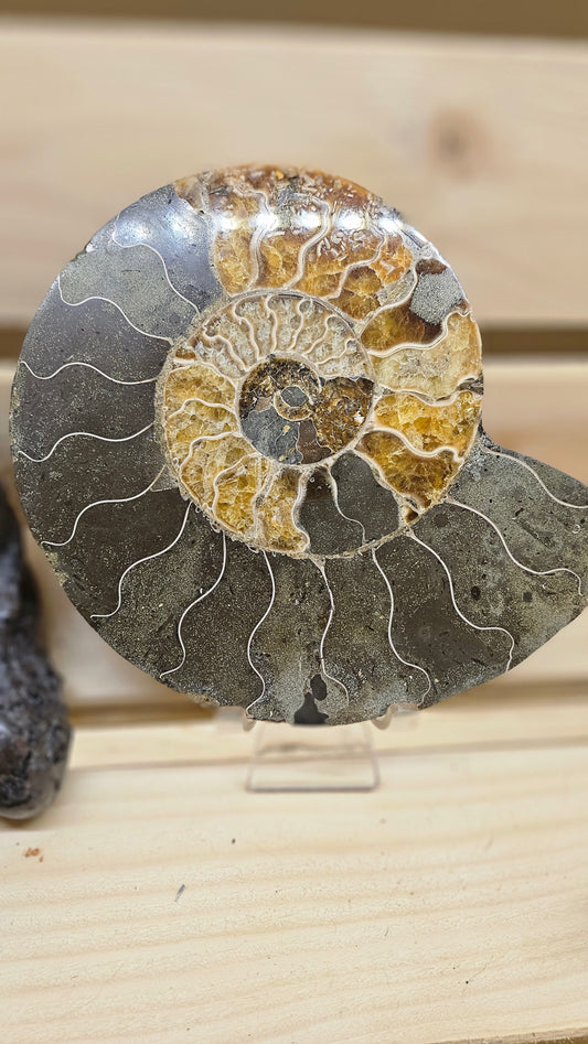 Tranche d'Ammonite Fossilisée - Ancienneté et Harmonie